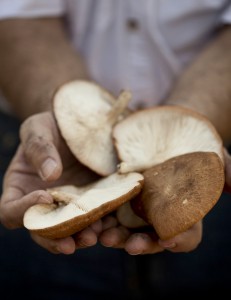 mushroom_stan_yockey_3