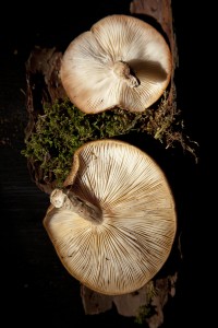 two_mushrooms