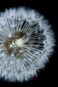 dandelion_03