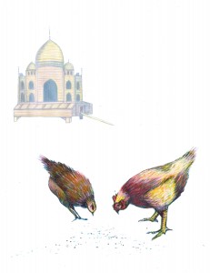 s&s-chickens-kdsart-art