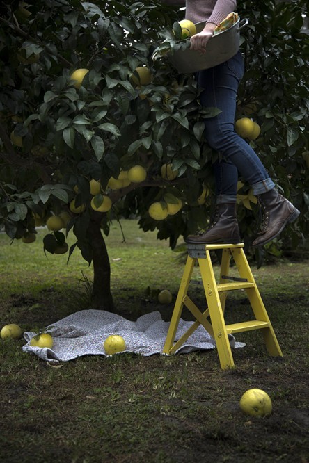 Grapefruit Picking (Libbie Summers and Chia Chong for Salted and Styled)