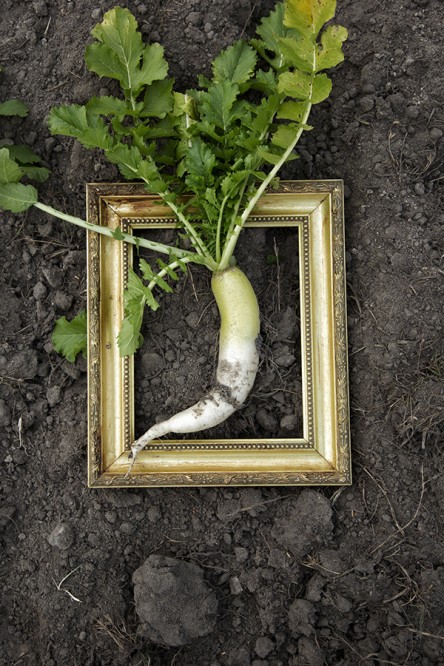 Framed Daikon (photo by Chia Chong, Styling by Libbie Summers for Salted and Styled)