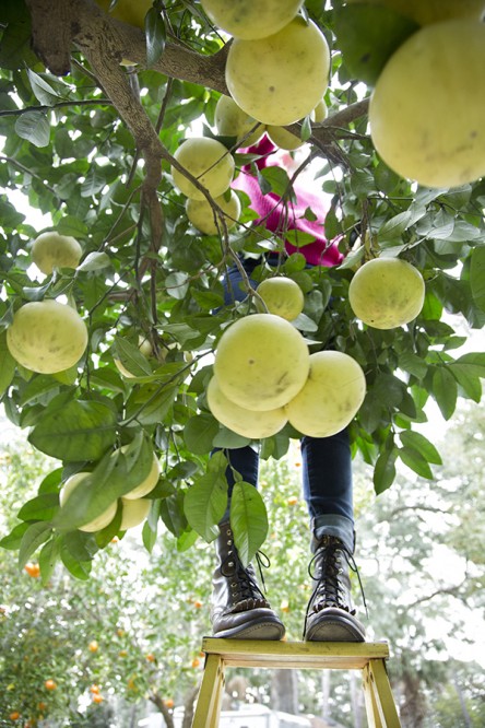 Grapefruit picking (Chia Chong and Libbie Summers for Salted and Styled)