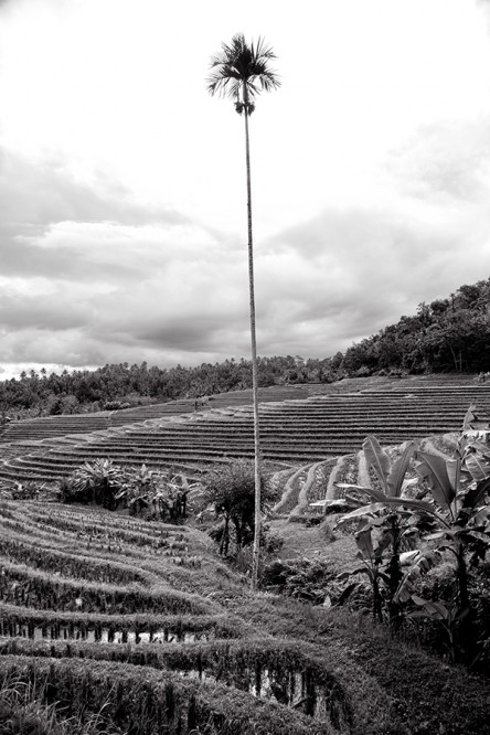 The Coconut Man of Bali