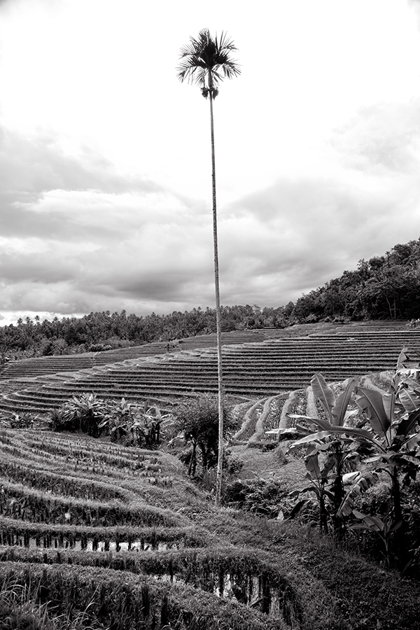 The Coconut Man of Bali