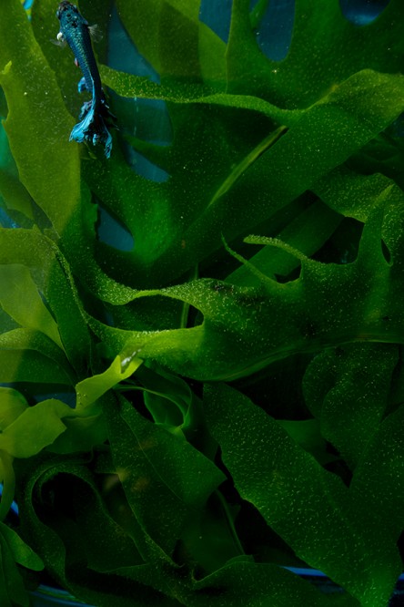 Swimming in Seaweed (Chia Chong and Libbie Summers for Salted and Styled)