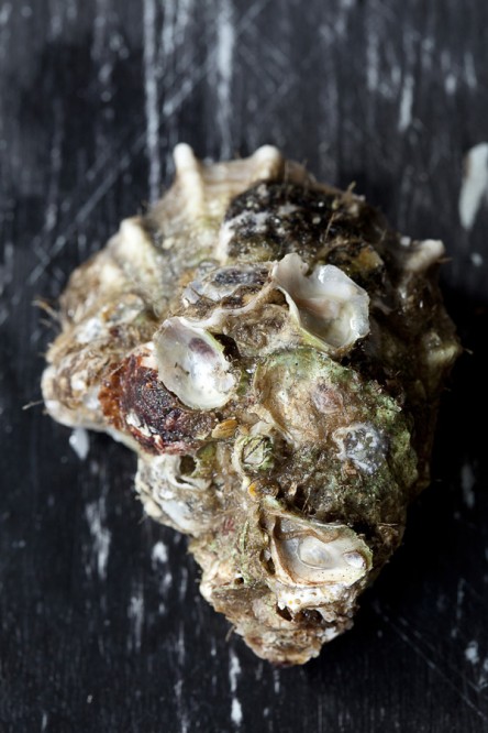 oysters_01